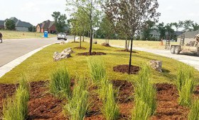 A lawn with a road on the left side, some mulch and grass tufts near the foreground, and newly planted trees near the background