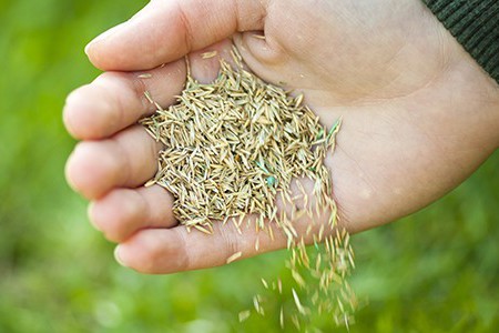 A person holding onto grass seeds in their hand